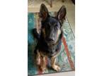 Adopt Kai a Black - with Tan, Yellow or Fawn German Shepherd Dog / Mixed dog in