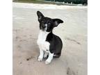 Adopt Casanova a Black - with White Australian Cattle Dog / Spaniel (Unknown