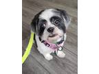 Adopt Rocky a White - with Black Mixed Breed (Small) / Mixed dog in Smithtown