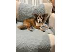 Adopt Oliver the Wonderful a Papillon / Dachshund / Mixed dog in Bryan