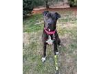Adopt Mynx a Black Shar Pei / Mixed Breed (Medium) / Mixed (short coat) dog in