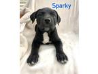 Adopt SPARKY a Black - with White Labrador Retriever / Pit Bull Terrier / Mixed