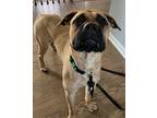 Adopt Scooby a Tan/Yellow/Fawn - with Black Bullmastiff / Mixed dog in