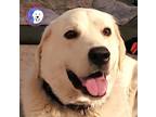 Adopt Frosty Bear a White Great Pyrenees / Akbash / Mixed dog in Portland