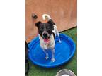 Adopt Fred a Black Mixed Breed (Small) / Mixed Breed (Medium) / Mixed (short