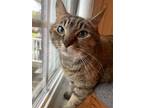 Adopt Mrs. Doubtfire a Gray, Blue or Silver Tabby Domestic Shorthair / Mixed cat