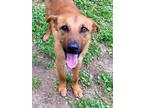 Adopt Hawkley a Red/Golden/Orange/Chestnut Black Mouth Cur / Carolina Dog /