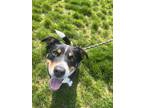 Adopt Blake a Black Australian Shepherd / Mixed Breed (Medium) / Mixed (long