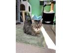 Adopt Hutch a Brown Tabby Domestic Shorthair / Mixed Breed (Medium) / Mixed