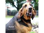 Adopt Huck a Black Bloodhound / Mixed Breed (Medium) / Mixed (short coat) dog in