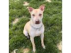 Adopt Obie a Tan/Yellow/Fawn German Pinscher / Doberman Pinscher / Mixed dog in