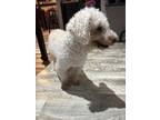 Adopt Rio a White Poodle (Miniature) / Mixed Breed (Medium) / Mixed (short coat)