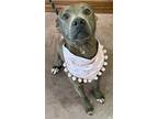 Adopt Gigi a Black American Pit Bull Terrier / Mixed Breed (Medium) / Mixed