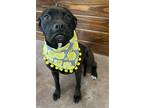 Adopt Cita a Merle American Pit Bull Terrier / Mixed Breed (Medium) / Mixed