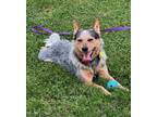 Adopt Tucker a Gray/Blue/Silver/Salt & Pepper Australian Cattle Dog / Mixed dog
