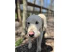 Adopt Angel a White Golden Retriever / Poodle (Standard) / Mixed dog in