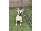Adopt King Jr a Tan/Yellow/Fawn American Pit Bull Terrier / Mixed Breed (Medium)