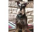 Adopt Oscar a Gray/Blue/Silver/Salt & Pepper Schnauzer (Miniature) / Mixed dog