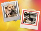 Adopt Clarabeth and Oliver - IL a Black - with Tan, Yellow or Fawn Bichon Frise