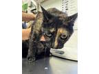 Adopt Miss Tilly a Brown Tabby Domestic Shorthair / Mixed Breed (Medium) / Mixed