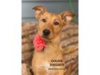 Adopt Goldie a Terrier (Unknown Type, Small) / Mixed Breed (Medium) / Mixed dog