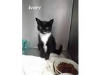 Adopt ivory a Black & White or Tuxedo Domestic Shorthair / Mixed (short coat)