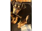 Adopt EMERSON-14 wk. pup gentle natured NEEDS FOSTER a Black - with Tan