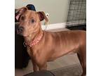 Adopt Roxi a Tan/Yellow/Fawn Doberman Pinscher / American Pit Bull Terrier /