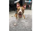 Adopt Kinsley a Brindle American Pit Bull Terrier / Mixed Breed (Medium) / Mixed