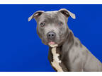 Adopt Seacil a Merle American Pit Bull Terrier / Mixed Breed (Medium) / Mixed