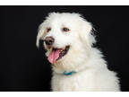 Adopt Avalanche a White Great Pyrenees / Mixed Breed (Medium) / Mixed (medium