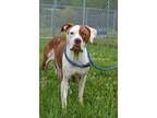 Adopt Birdie - Adoptable a American Pit Bull Terrier / Mixed Breed (Medium) /