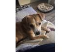 Adopt Shayla a Tan/Yellow/Fawn Terrier (Unknown Type, Small) / Mixed dog in