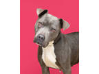 Adopt Cecilia a Merle American Pit Bull Terrier / Mixed Breed (Medium) / Mixed