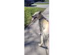 Adopt Canelle a White - with Tan, Yellow or Fawn Husky / Mixed dog in London