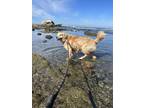 Adopt Zen a Red/Golden/Orange/Chestnut Golden Retriever / Mixed dog in San