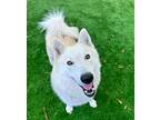 Adopt Charlie a White Siberian Husky / Mixed dog in Jupiter, FL (41258085)