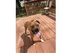 Adopt Boss a Brown/Chocolate - with White American Pit Bull Terrier / Mixed dog