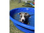 Adopt Parker a Merle Mixed Breed (Small) / Mixed Breed (Medium) / Mixed (short
