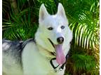 Adopt Juniper a White - with Gray or Silver Siberian Husky / Mixed dog in