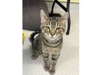 Adopt Adam a Brown Tabby Domestic Shorthair / Mixed Breed (Medium) / Mixed
