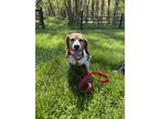 Adopt Tucker a Tricolor (Tan/Brown & Black & White) Beagle / Mixed dog in