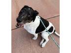 Adopt Mr. Darcy a White - with Black Rat Terrier / Mixed dog in Fern Park