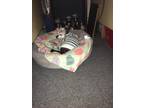 Adopt GIA MARIE a Gray/Silver/Salt & Pepper - with White Chinese Crested /