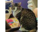 Adopt Beans a Brown Tabby Domestic Shorthair / Mixed Breed (Medium) / Mixed