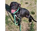 Adopt Skipper a Labrador Retriever / Mountain Cur / Mixed dog in Springdale