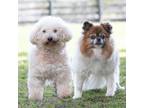 Adopt Ollie a White Miniature Poodle / Mixed dog in King City, ON (41257397)