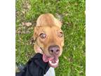 Adopt Stratton a Tan/Yellow/Fawn Australian Cattle Dog / Mixed Breed (Medium) /