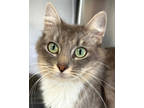 Adopt Milky Way a Gray or Blue Domestic Mediumhair / Mixed Breed (Medium) /