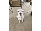Adopt Clark a White Dogo Argentino dog in Rancho Cucamonga, CA (41257379)